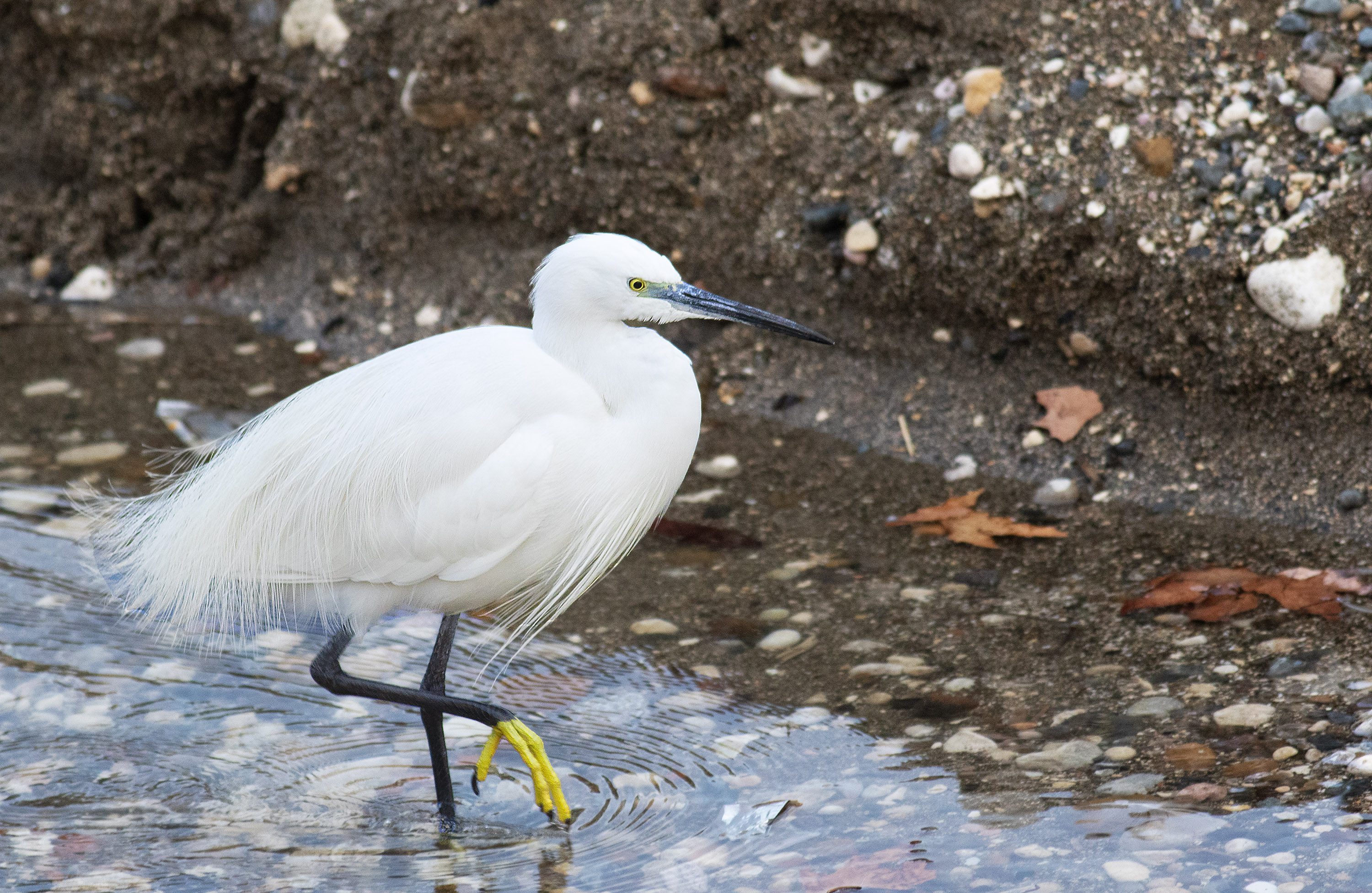 Little Egret